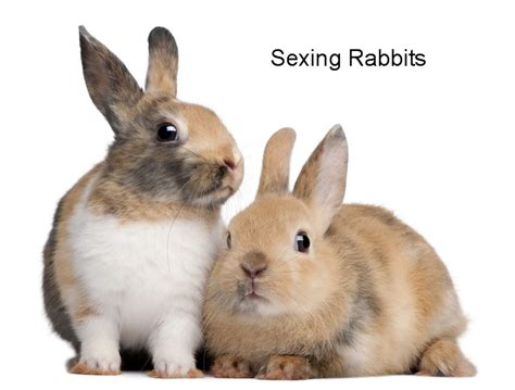 sexing rabbits|Sexing Rabbits .